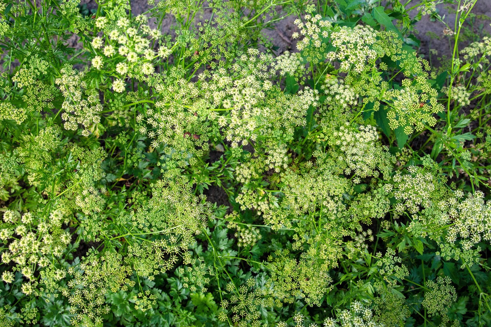 500 FOREST GREEN PARSLEY Petroselinum Crispum Double Triple Curl Vegetable Seeds