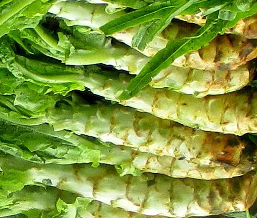 LETTUCE LOOSELEAF CELTUCE Lactuca Sativa – 2,000 Bulk Seeds