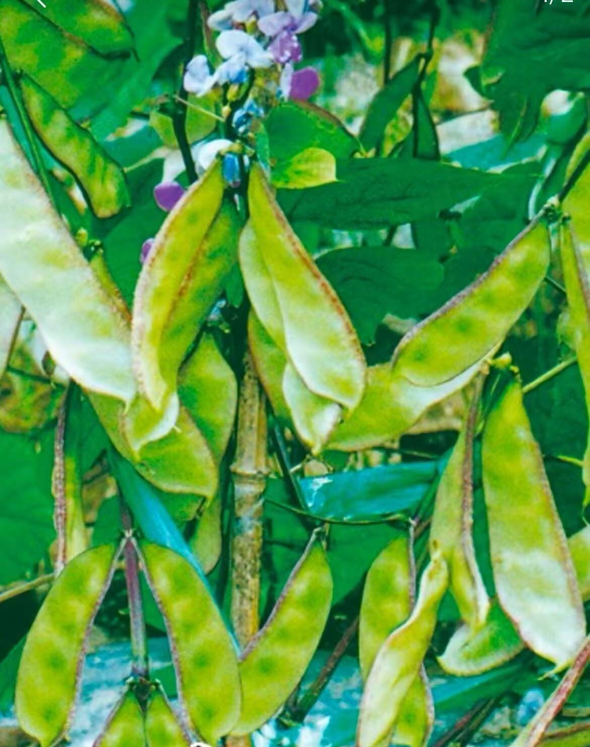 15CT Red-Edged Hyacinth Bean Heirloom Vine Flat Bean Seeds Produced By 2024