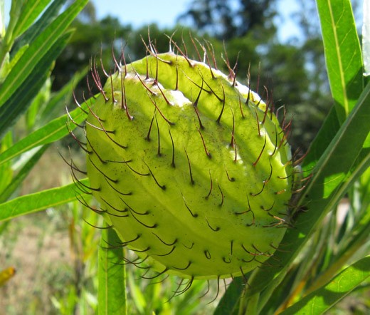 BALLOON PLANT Gomphocarpus Physocarpus – 50 Bulk Seeds