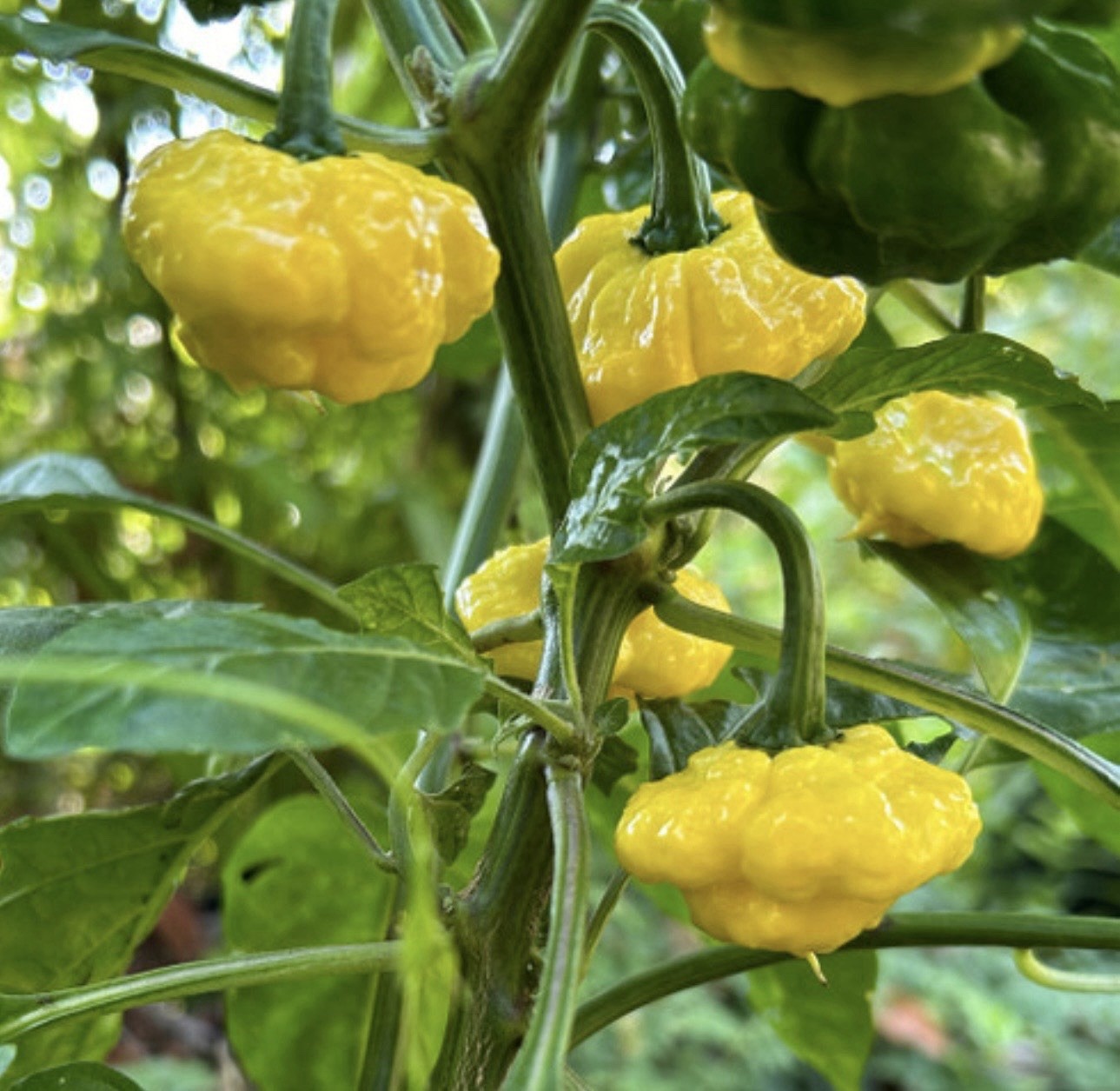 5 Pepper Plants Per Container!! Ready To Ship. All Types!! Epic, Popular, Rare!