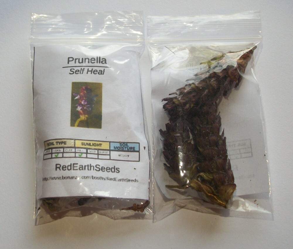 Self Heal – 2 seed heads – Prunella vulgaris