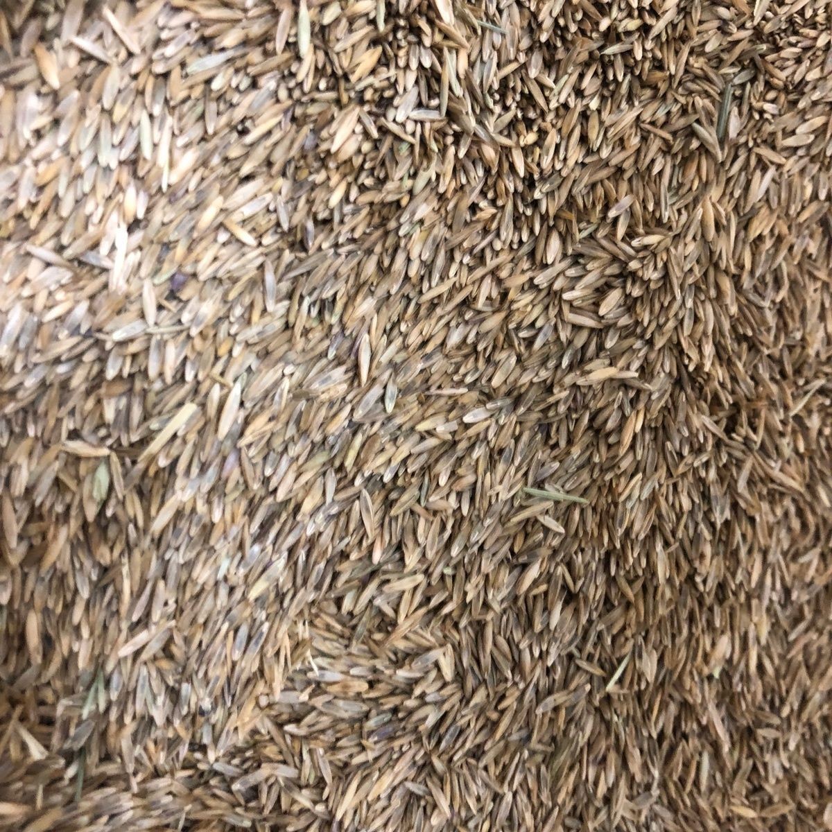 Jonathan Green Black Beauty Supreme Grass Seed Mixture, 10 lbs