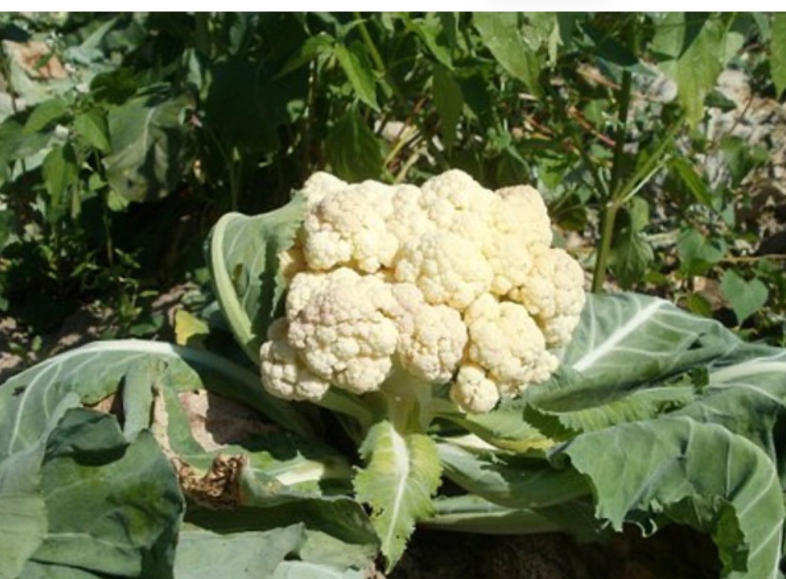50+ Fresh Cauliflower Seeds, Snowball Heirloom, Organic Non-GMO, USA Seller 🇺🇸
