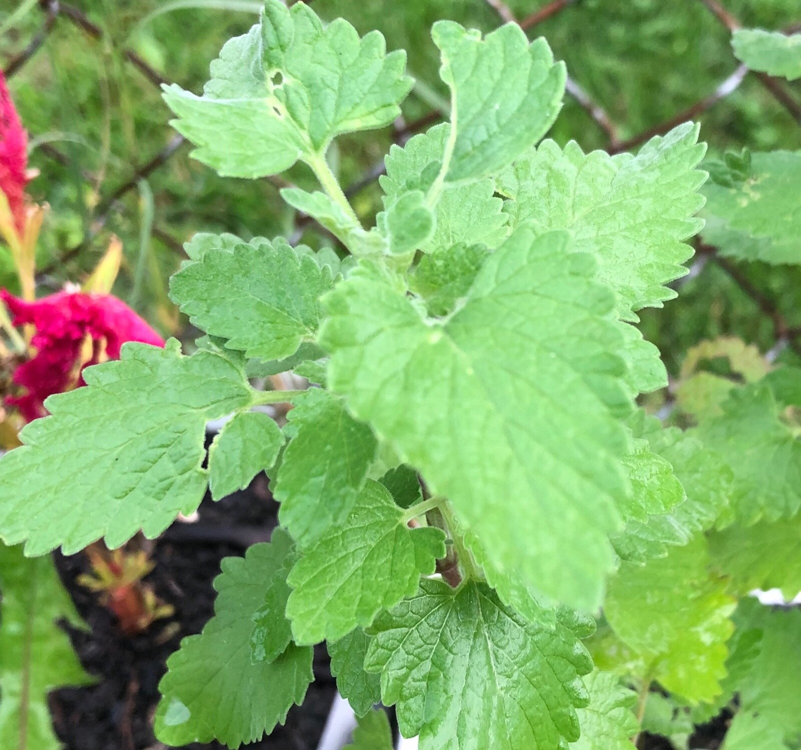 Fresh 2023 Fully Organic Catnip*Nepeta Cataria SEEDS~Perennial Herb *Heirloom