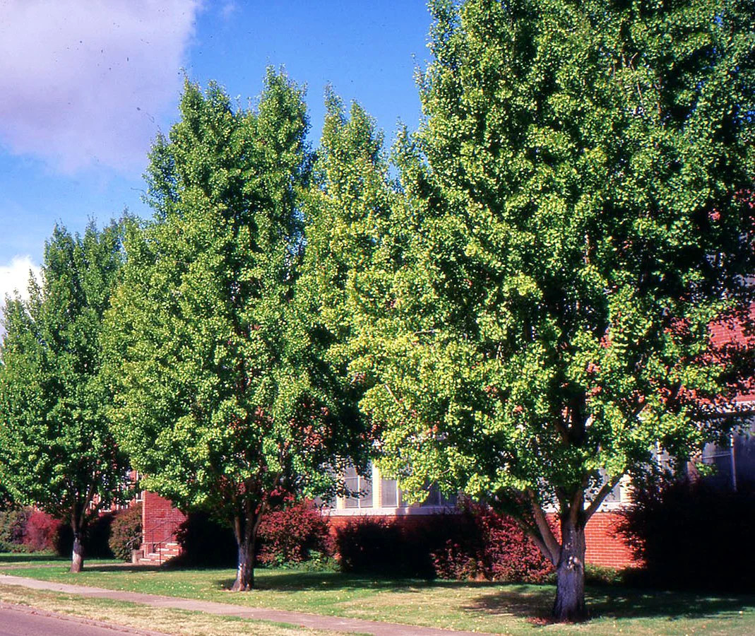 Ginkgo Biloba Tree Seeds | Maidenhair Nuts Perennial Seed For 2024 Fast Shipping