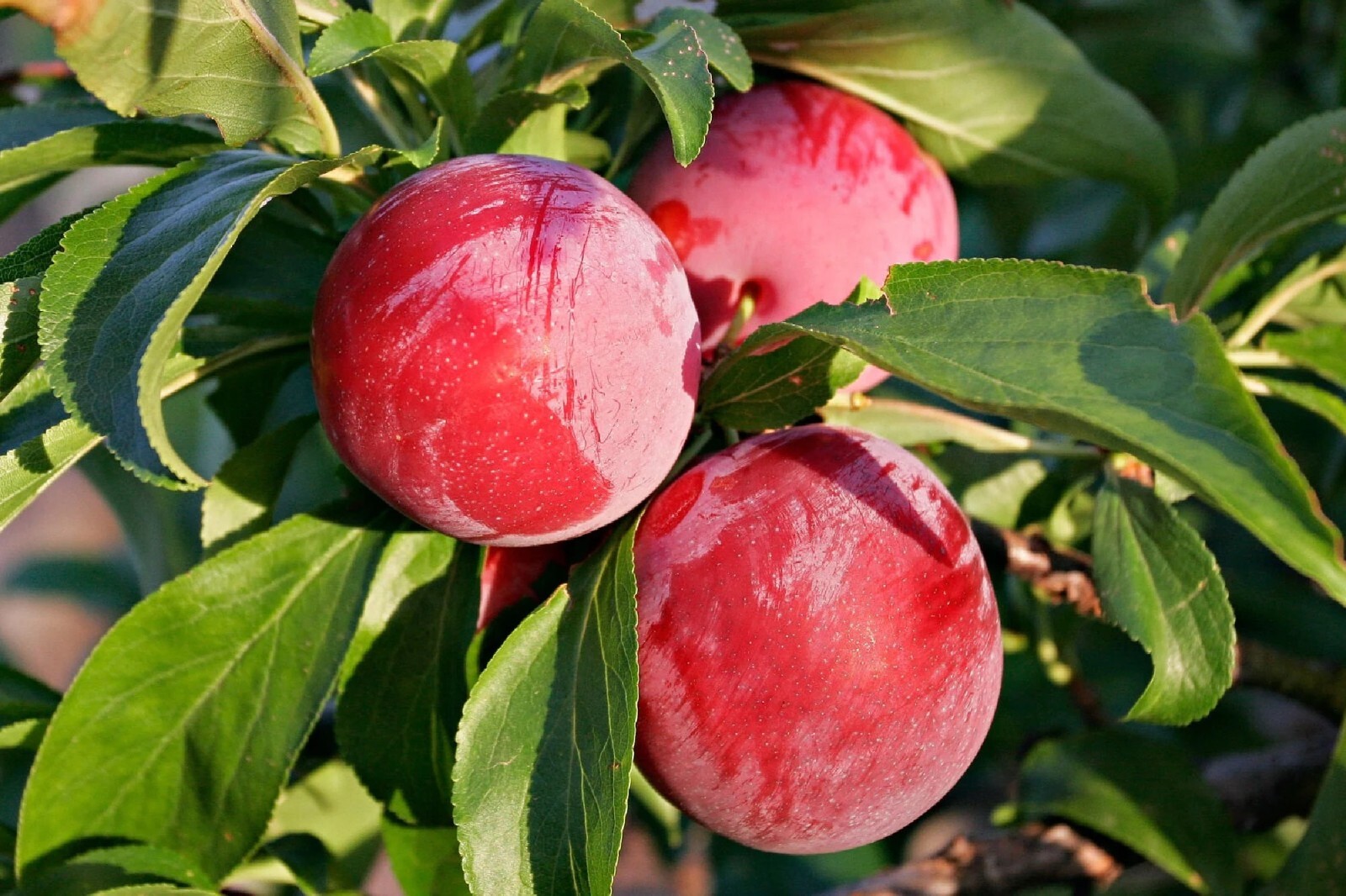 Cherry Plum Tree {Prunus americana} Organic 5 seeds Free Shipping!