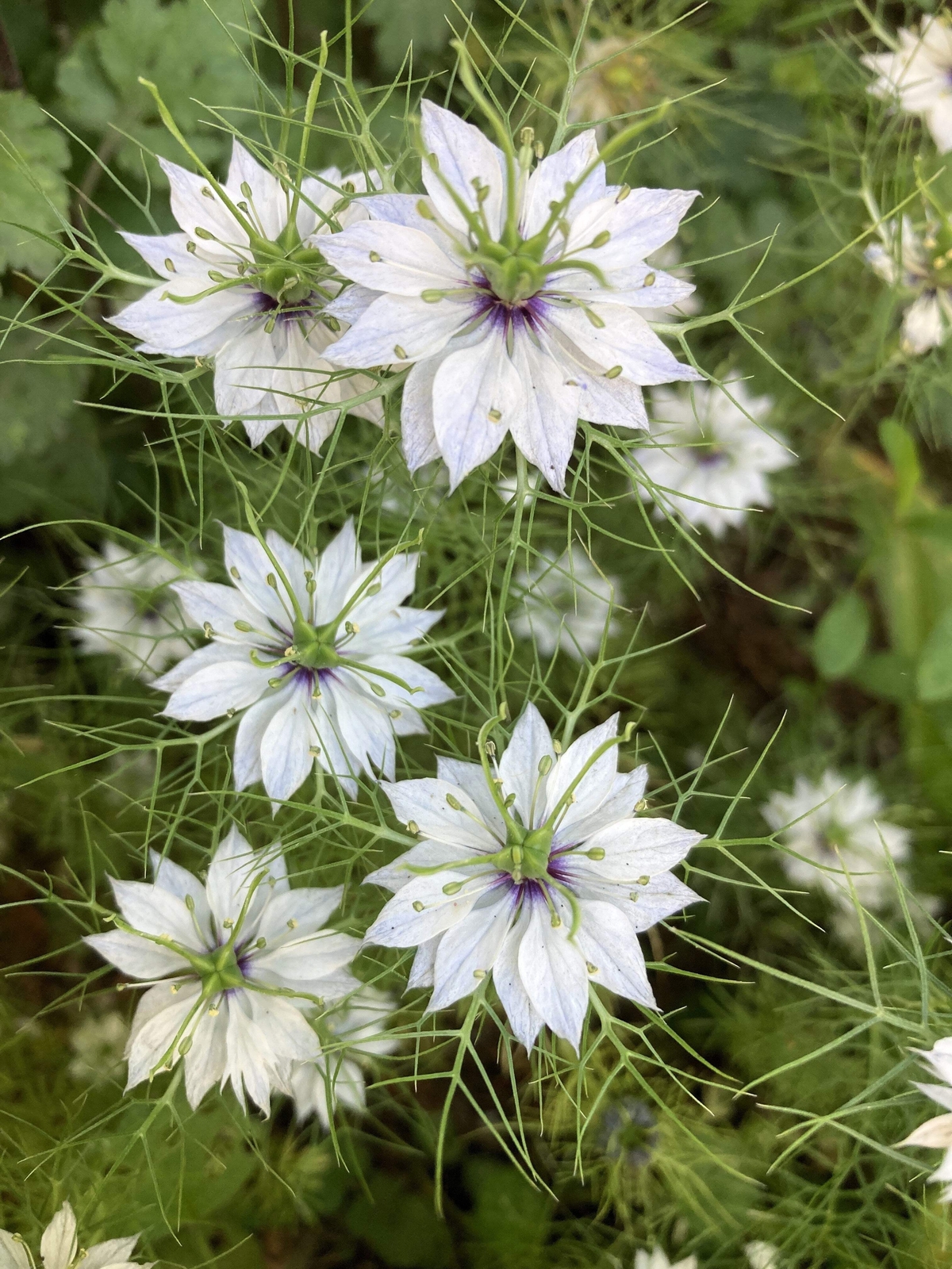500 WHITE LOVE IN A MIST Nigella Damascena Flower Seeds *Flat S/H