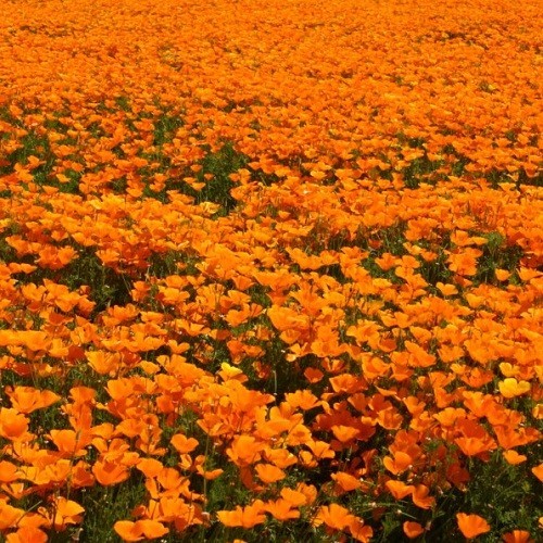 Classic Orange California Poppies Eschscholzia californica Fresh Ready To Plant