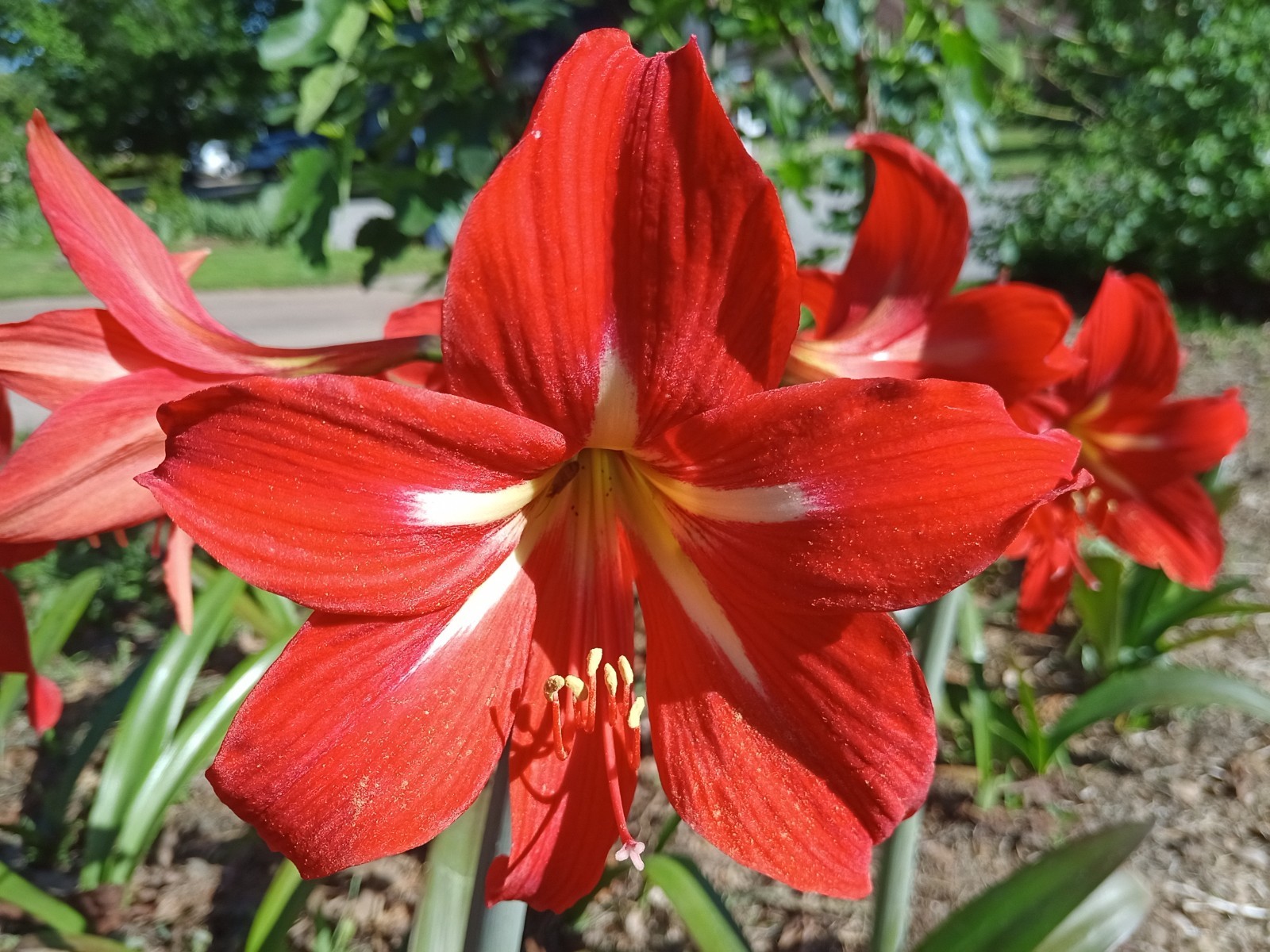 (4) AMARYLLIS HIPPEASTRUM BULBS REDISH-ORANGE WITH YELLOW GARDEN FLOWERS PLANTS