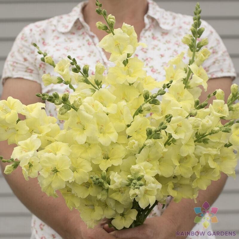 1000+ Chantilly Cream Yellow Snapdragon Seeds for Garden – USA – FREE SHIPPING!
