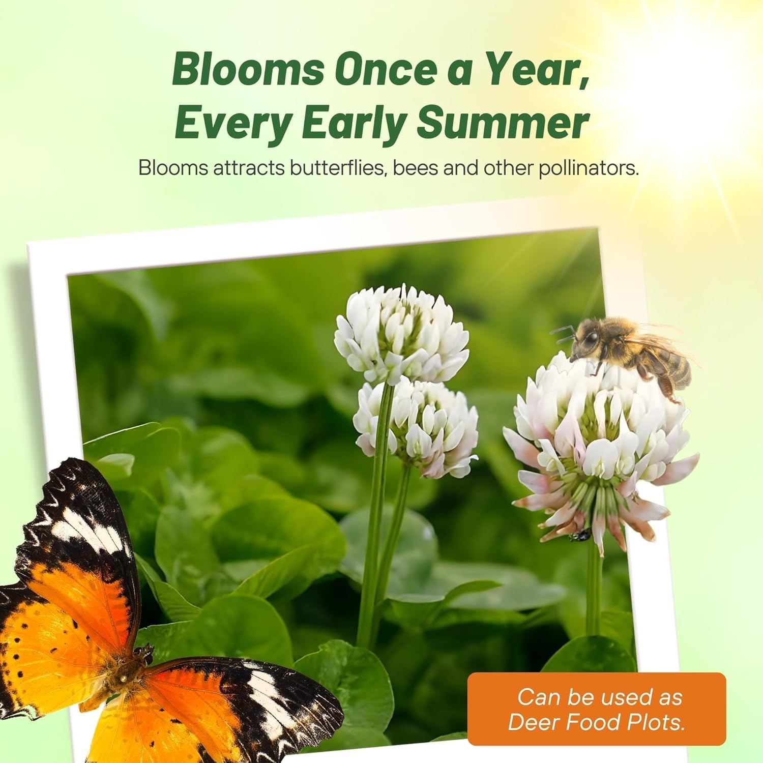 2 Lbs White Dutch Clover Seed For Sustainable Landscaping and Soil Health