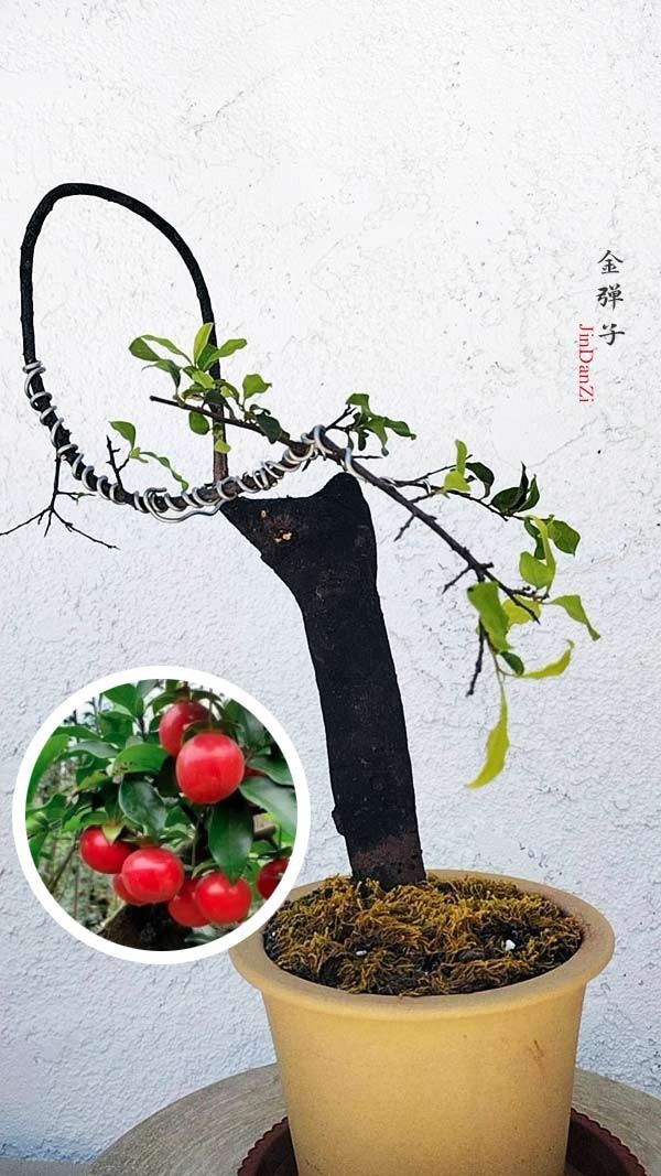 Female Diospyros armata JinDanZi 金弹子 evergreen JinDanZi stump bonsai
