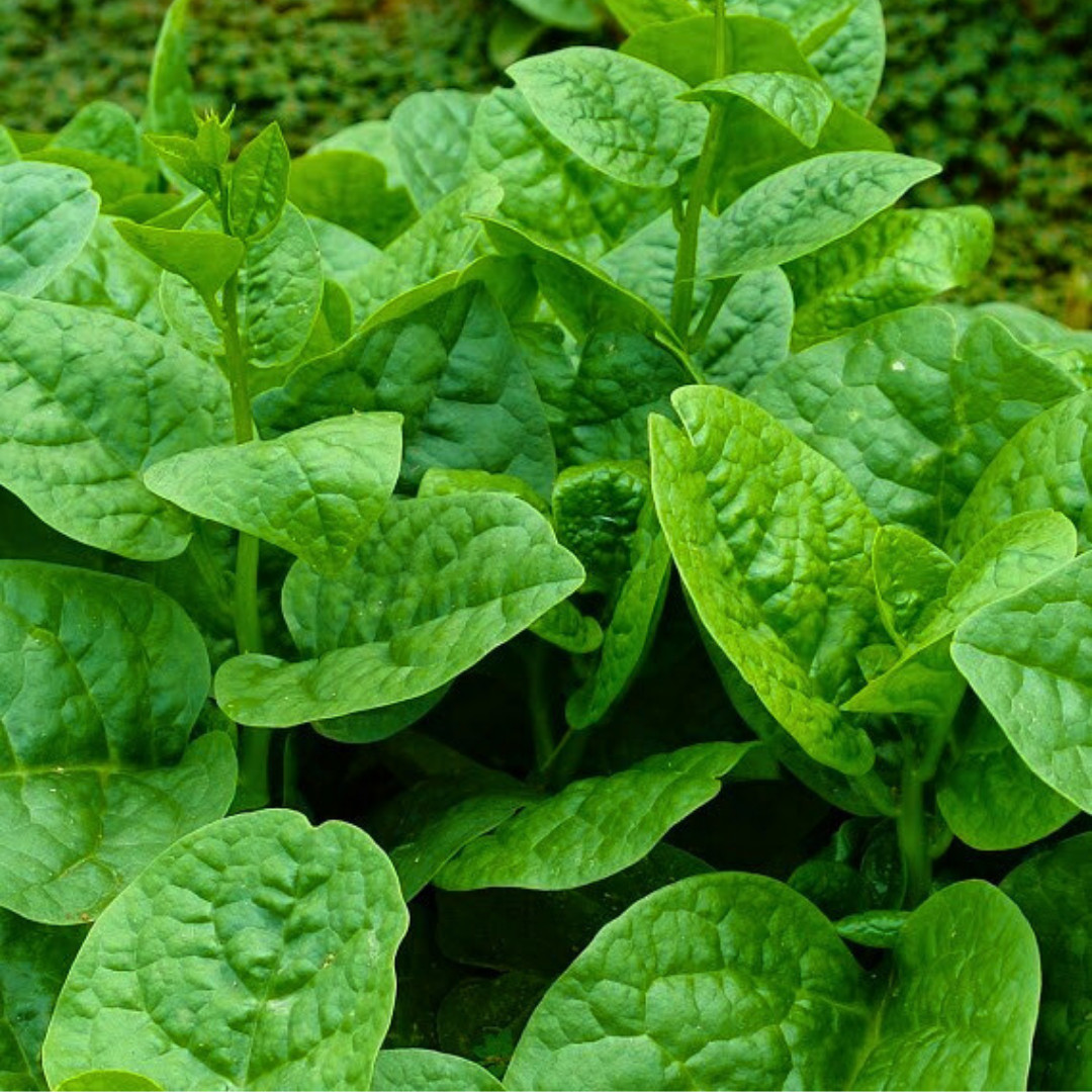 Fresh Green Malabar Spinach Seed | Mong Toi | Heirloom Non-GMO | Asian Vegetable