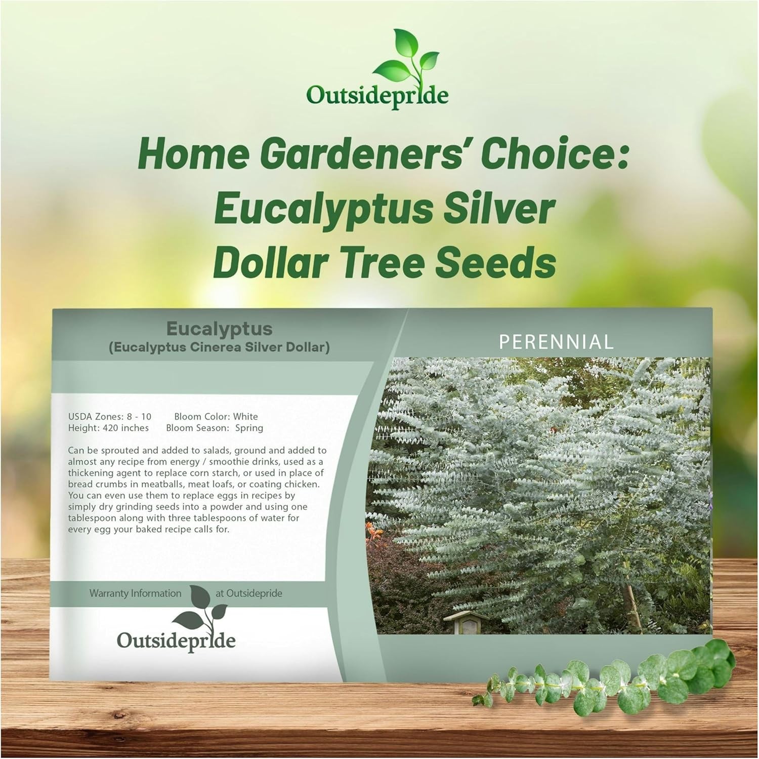 25 Seeds Eucalyptus Seeds – Eucalyptus Cinerea Silver Dollar Seed