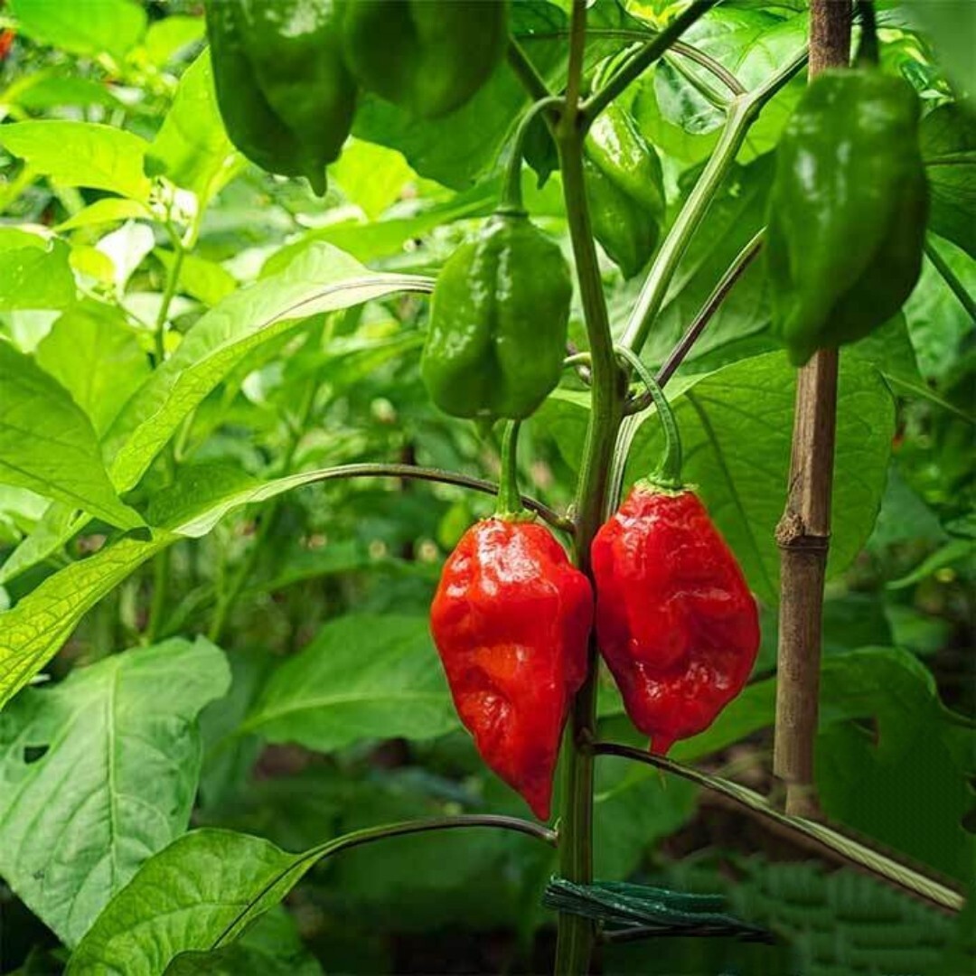GHOST PEPPER SEEDS ~ naga Viper chile hot~ BHUT bhi JOLOKIA . 20 Premium Seeds.