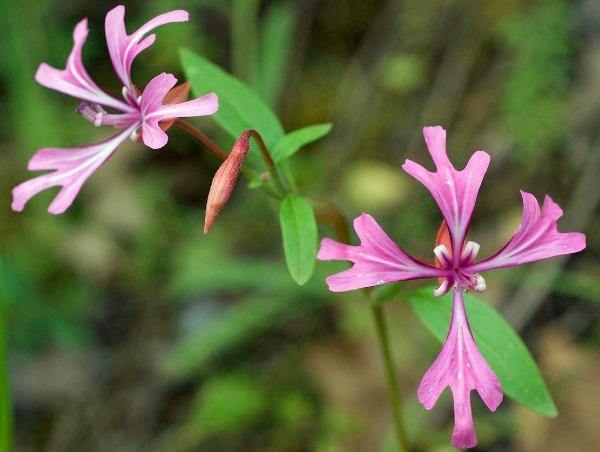 Clarkia concinna | Red or Pink Ribbons | 15 Seeds