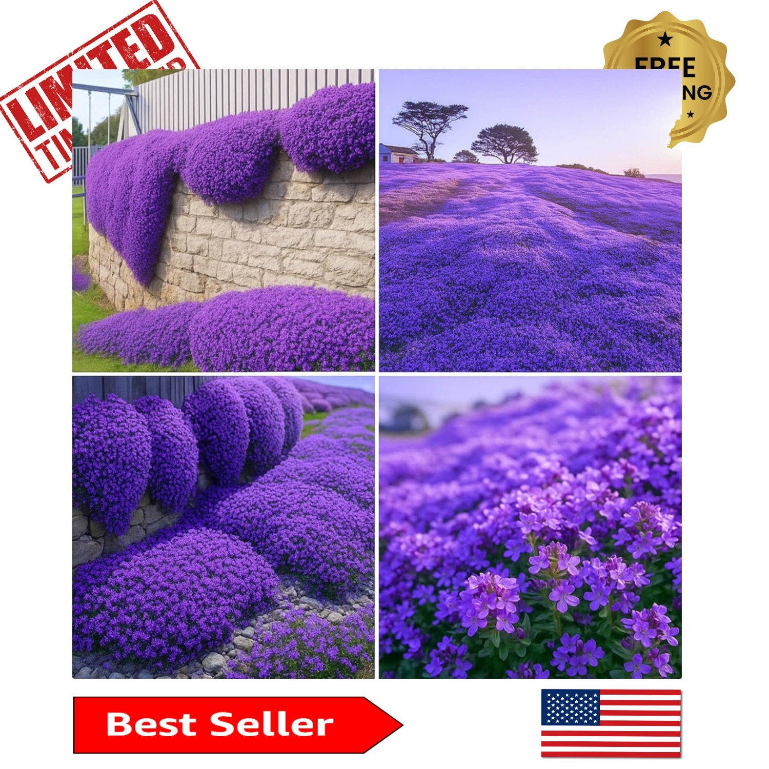 Aromatic Purple Creeping Thyme Seeds – 30,000 Count for Low-Maintenance Gardens