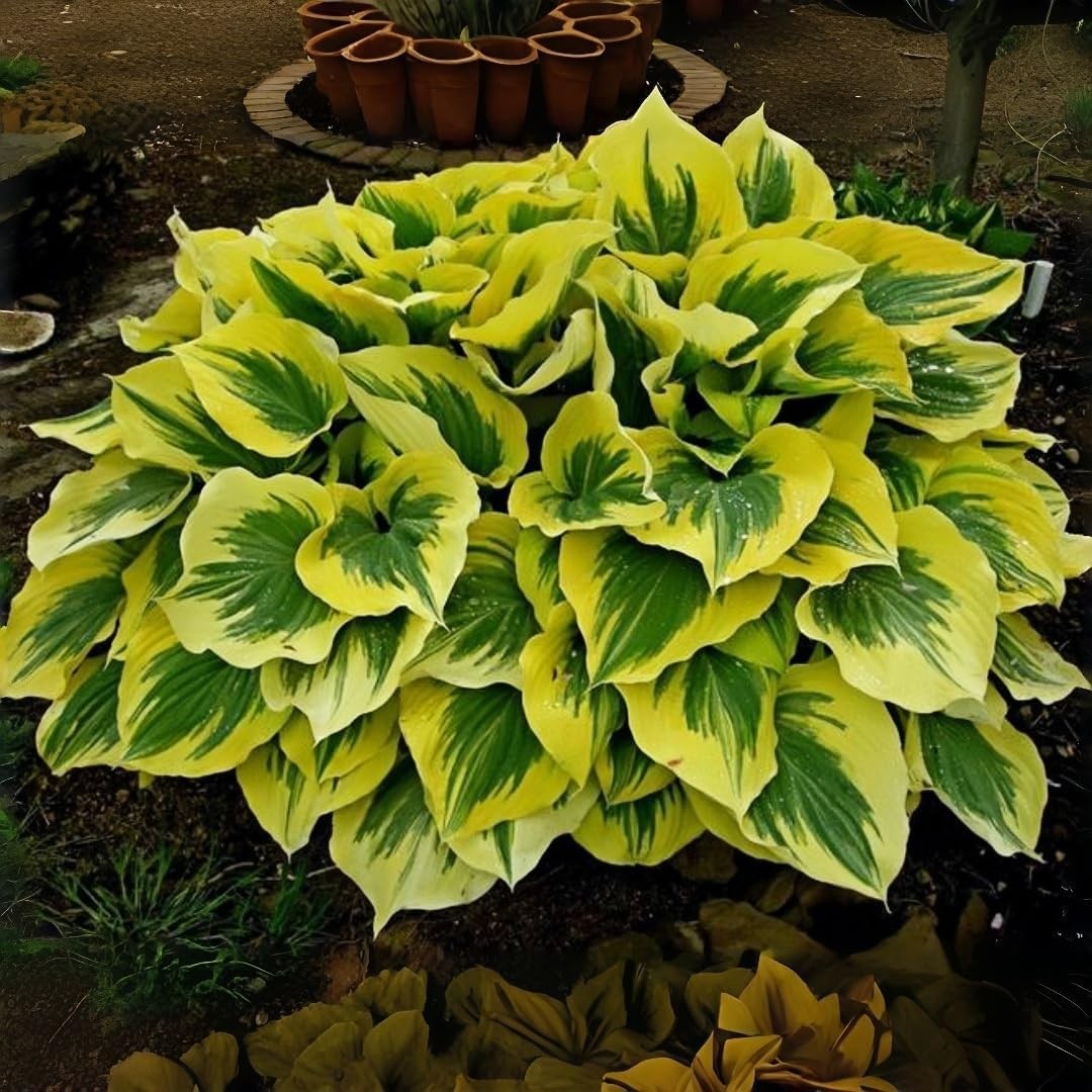 850pcs Premium Perennial Hosta Seeds, High Green, White, Blue, Variegated