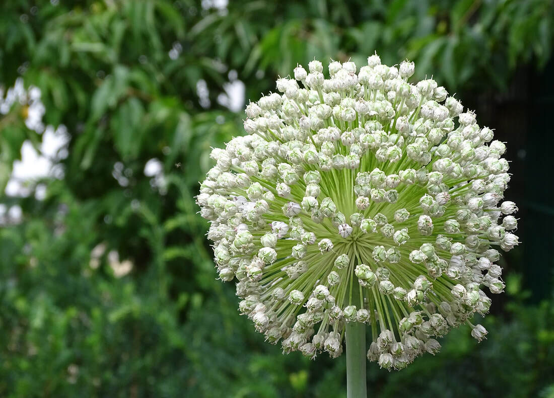 Giant Musselburgh Leek Seeds, Scotch Giant, NON-GMO, Heirloom, FREE SHIPPING