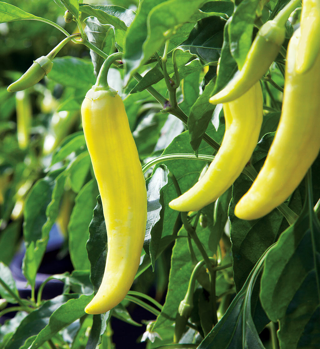 Banana Pepper Seeds | Yellow Italian Pepperoncini Pickled Vegetable Seed 2024