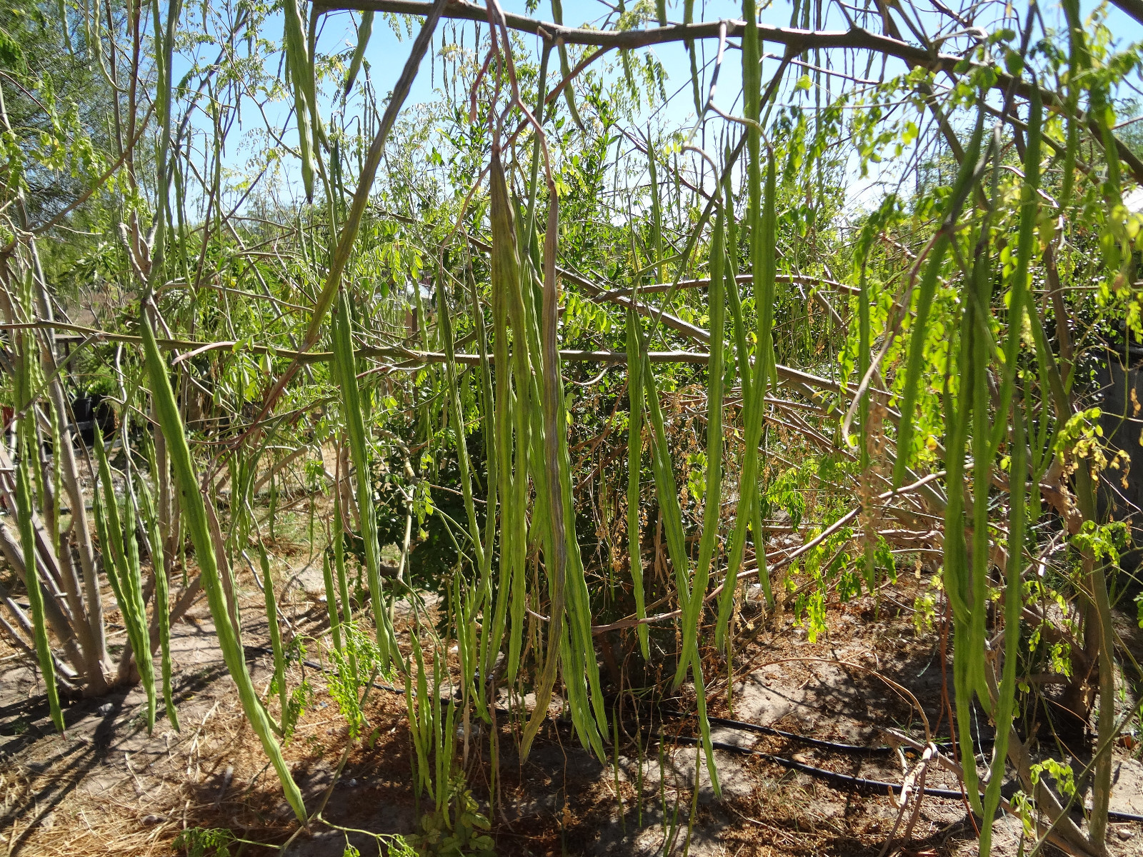 MORINGA Oleifera STX-2 EXTREMELY PRODUCTIVE Best Variety Organically Grown SEEDS