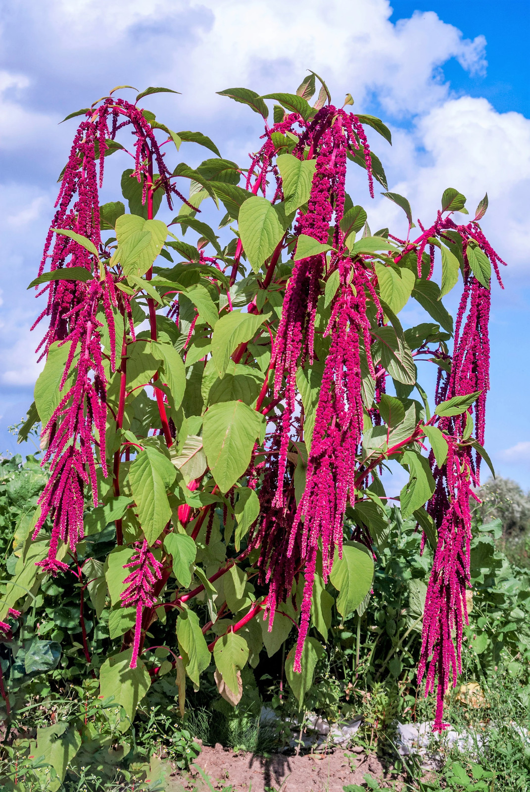 500 LOVE LIES BLEEDING Amaranthus Caudatus ( Kiss Me Over The Garden Gate ) Seed