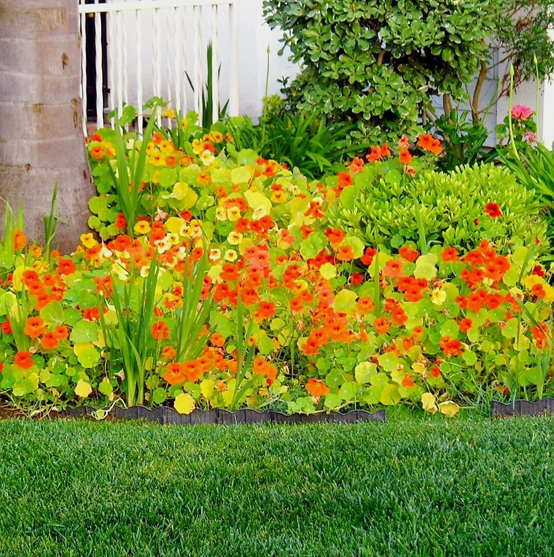 100 Nasturtium Seeds Tropaeolum majus Edible Flowers and Leaves – Spicy Flavor –
