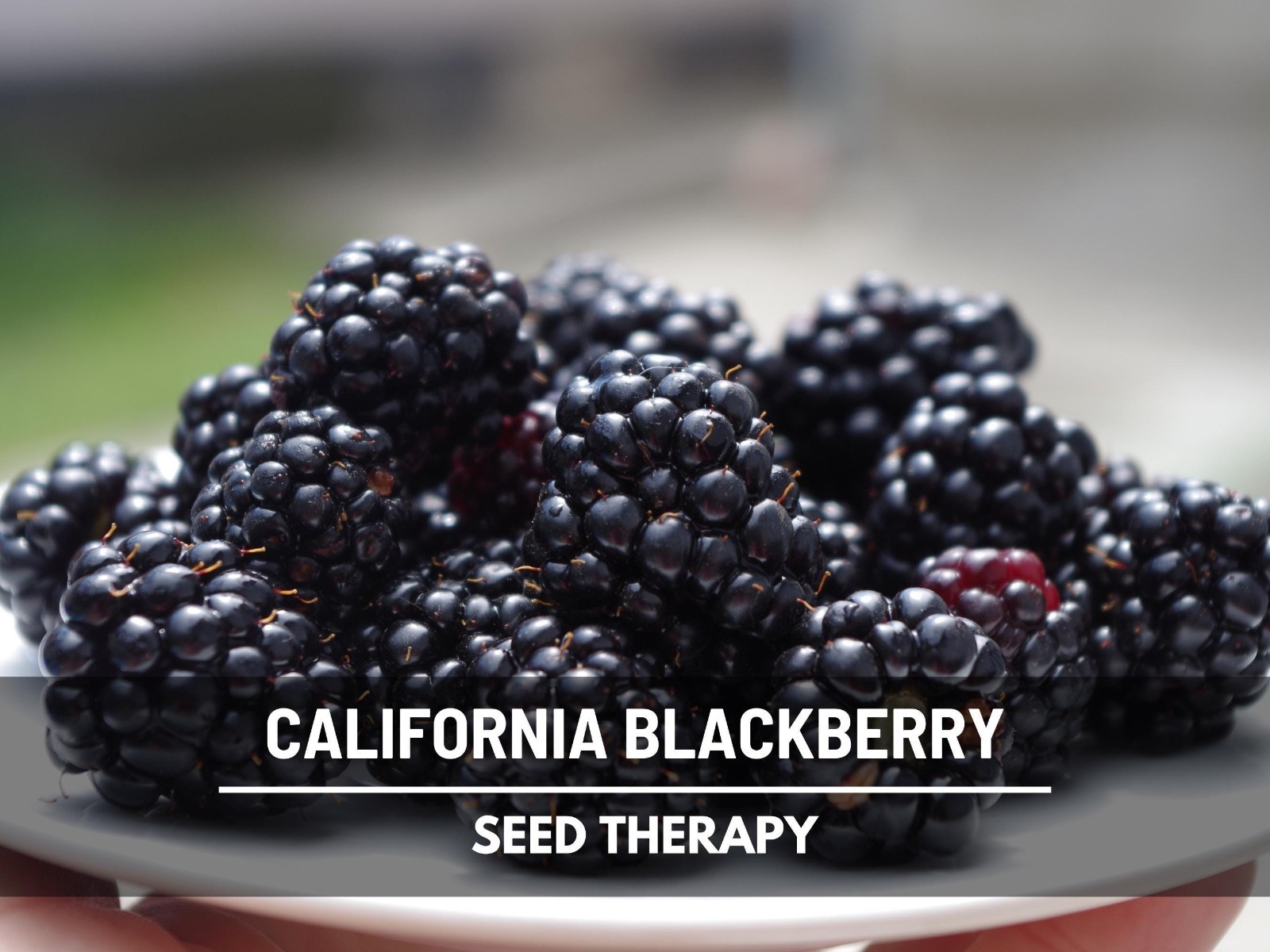 California Blackberry Seeds – Heirloom Fruit, Trailing Vine, Pacific Blackberry