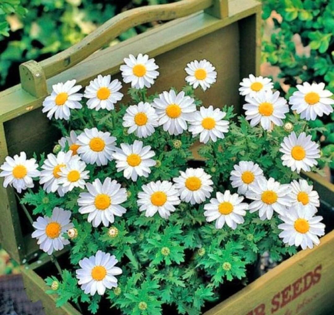 Pyrethrum SeedsTanacetum Chrysanthemum Painted Daisy Fresh Garden Seeds Heirloom