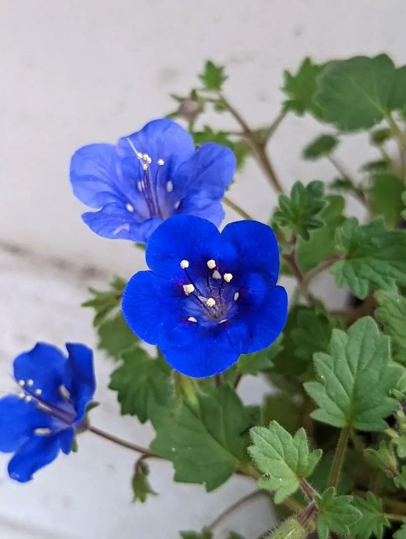 Phacelia campanularia | Desert Bluebells | Scorpionweed | 100_Seeds