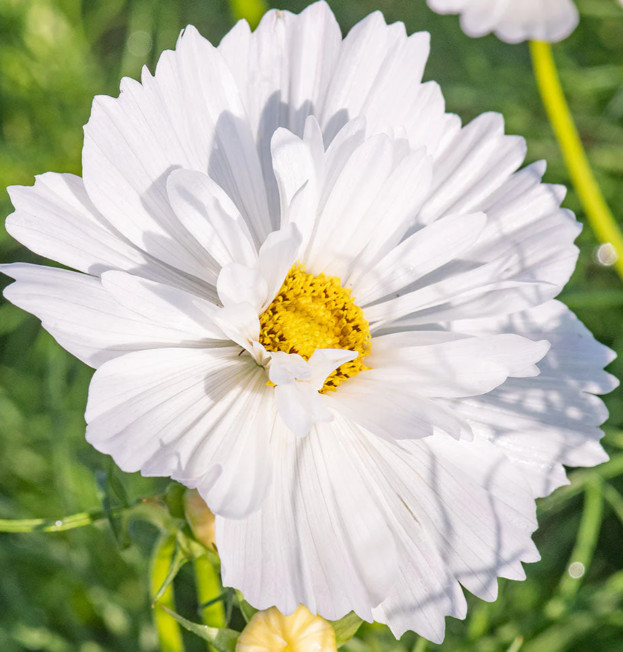 Cosmos PSYCHE WHITE Unique White Blossoms Butterflies Bees Non-GMO 100 Seeds