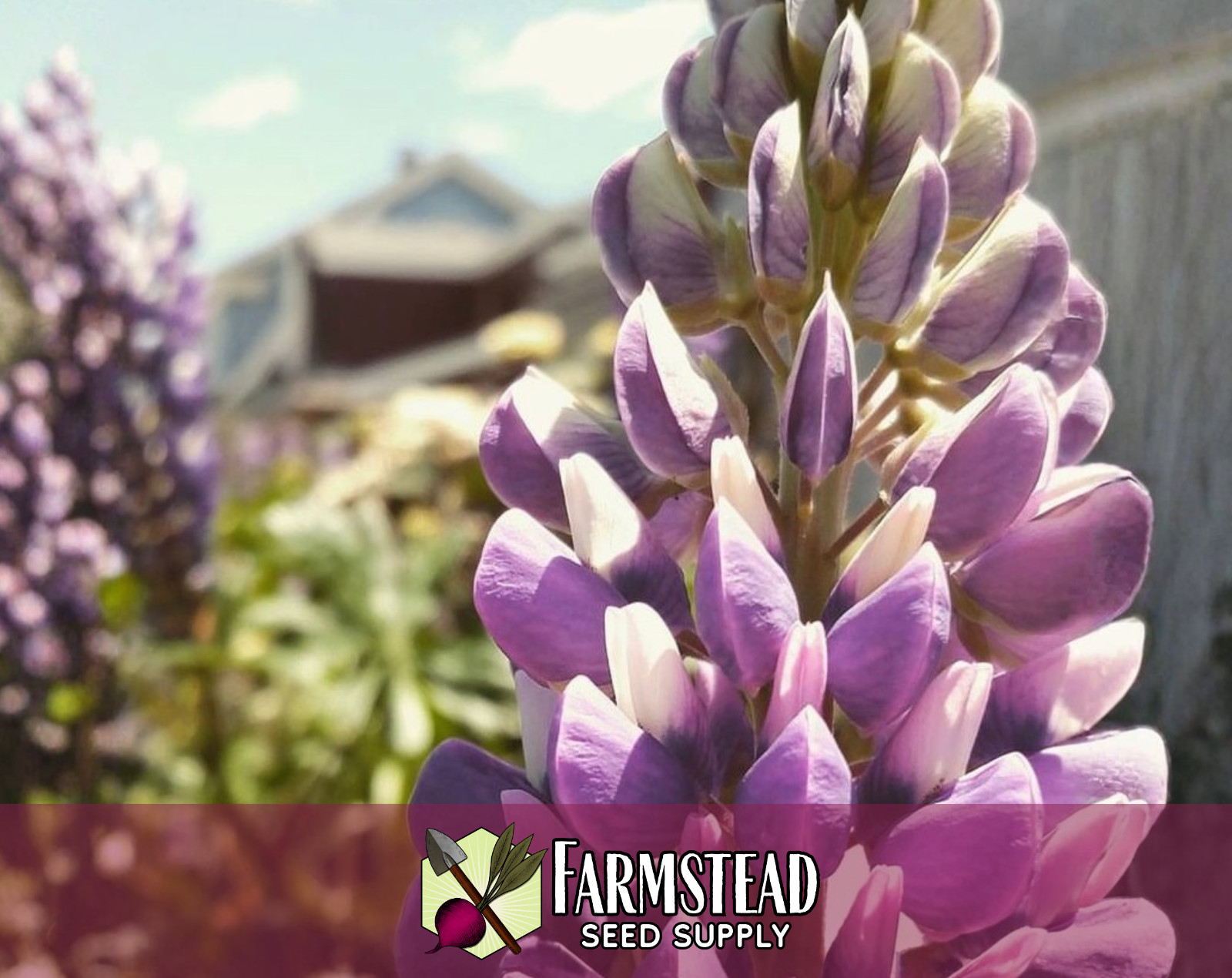 85+ Russell Lupine Flower Seeds | Wildflower Garden Seed Packet for Pollinators