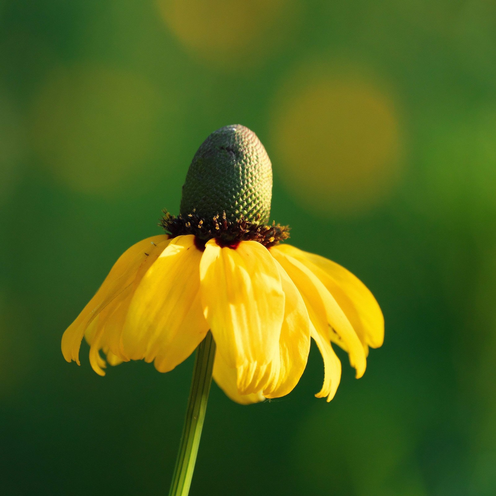 3000 CLASPING CONEFLOWER Rudbeckia Amplexicaulis Flower Seeds *Flat S/H