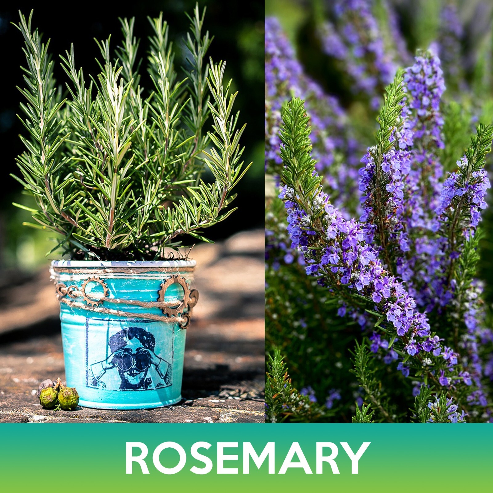 Rosemary Seeds