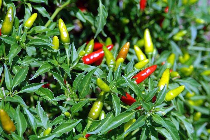 50 GUAM BOONIE PEPPER SEEDS “Doni Sali” (Capsicum chinense) RARE ULTRA HOT 2024