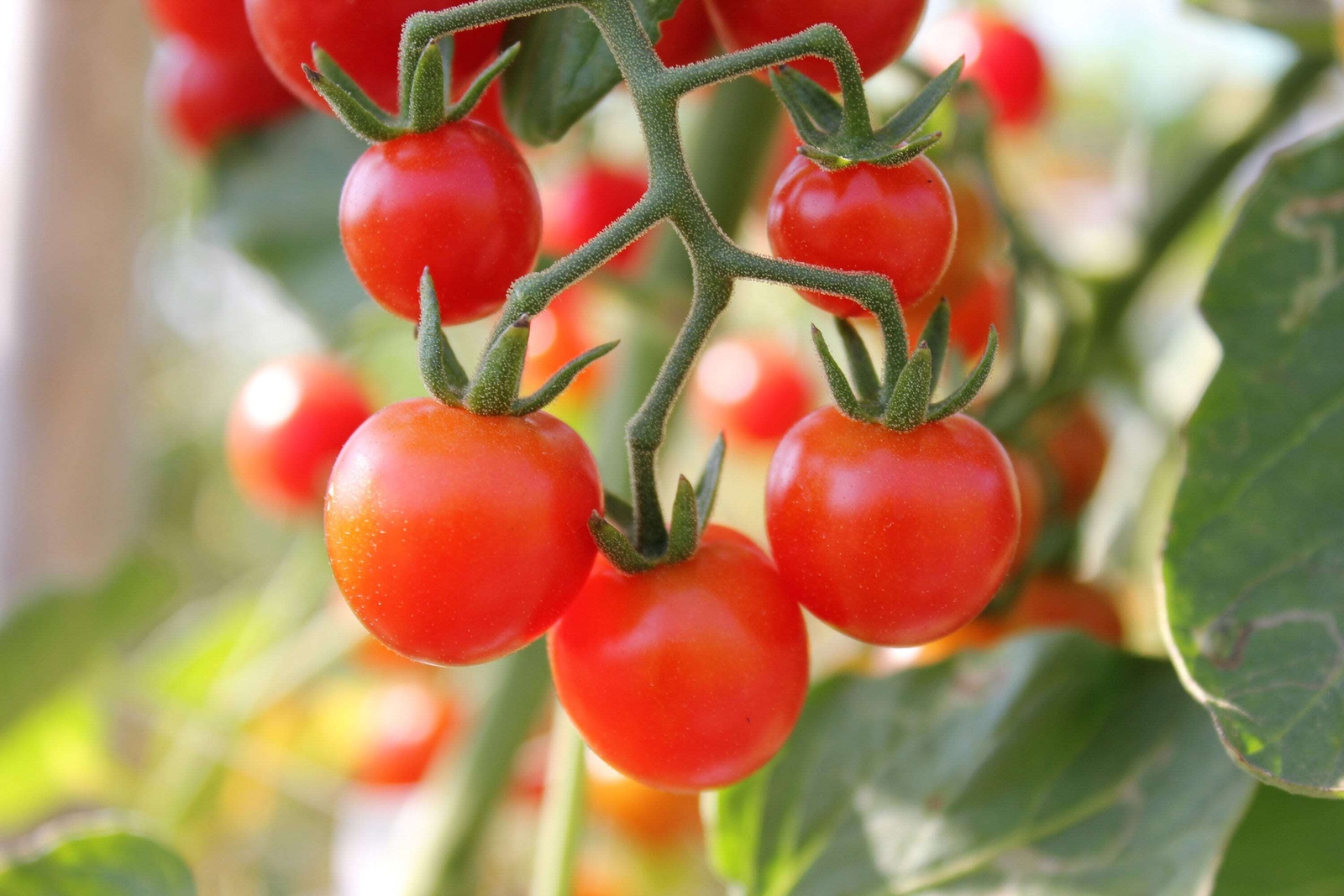 80 Sub ARCTIC PLENTY TOMATO Solanum Lycopersicum Red Determinate Heirloom Seeds