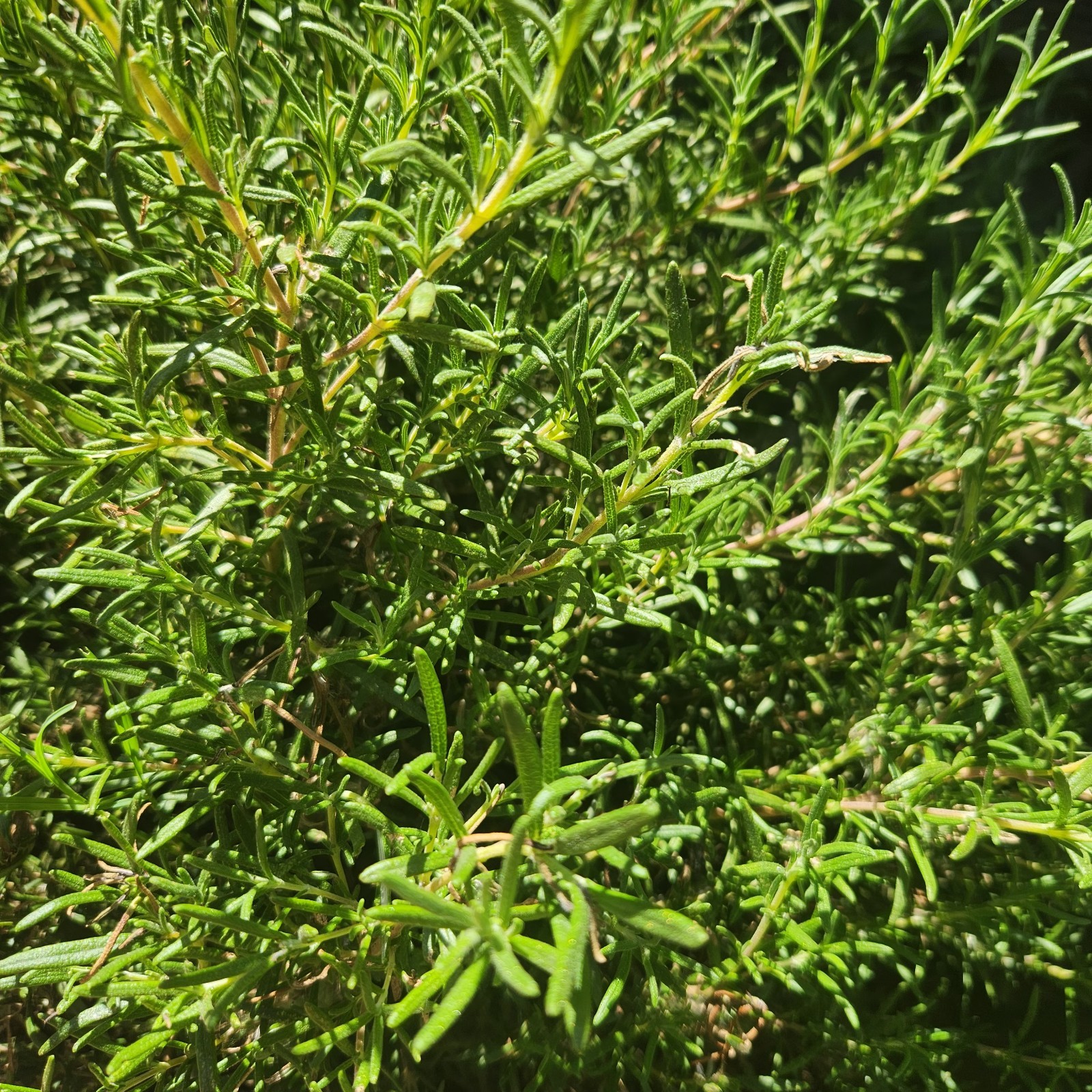 Herb Rosemary Organic Live Plant Fresh-Cut Sprigs 6-5″ Propagation 12-Cuttings