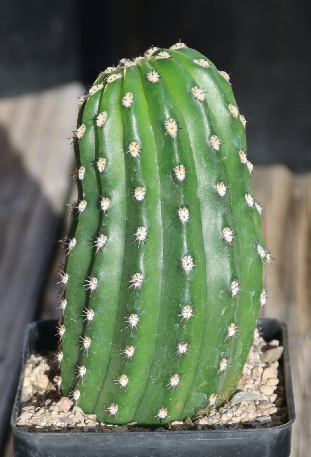 Tricho hybrid ‘Betty Boom’