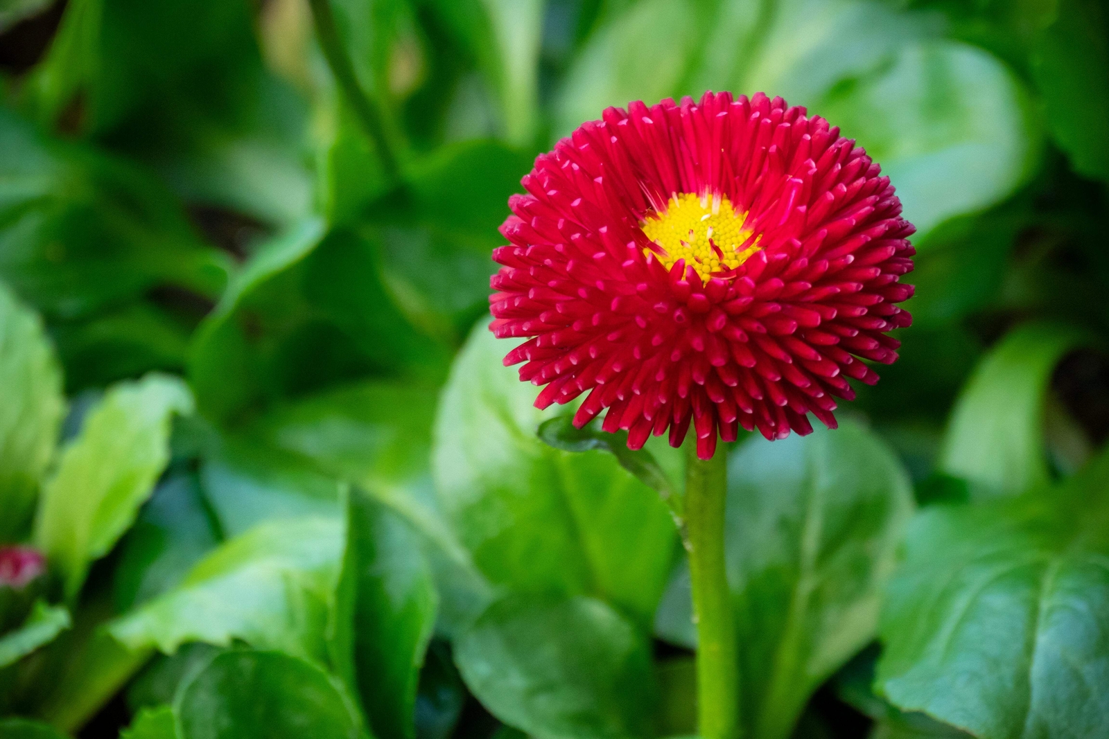 100 RED ENGLISH DAISY Bellis Perennis Flower Seeds *Flat S/H