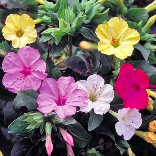 Four O’clock Seeds / Flower / Multicolor