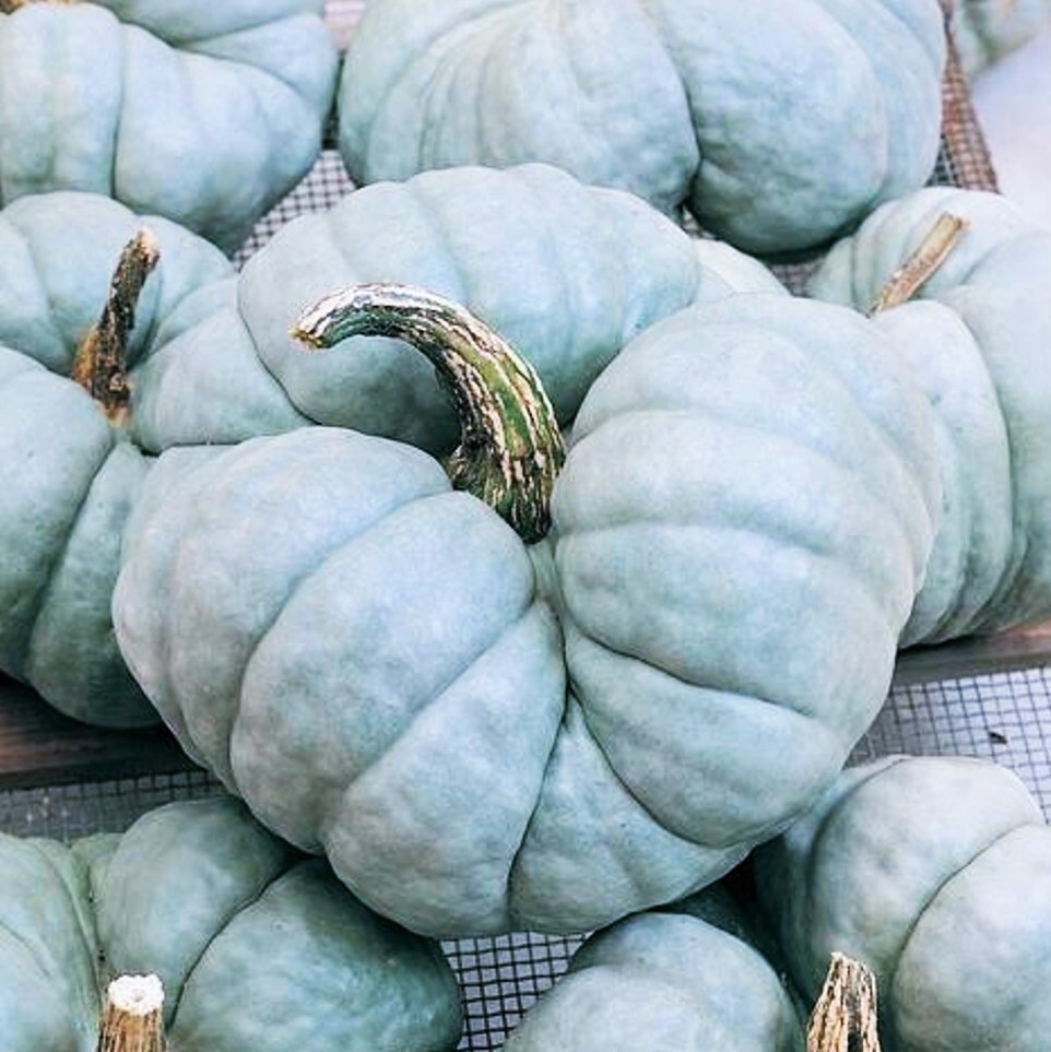 Triamble Blue Pumpkin Seeds | Shamrock TriStar Gray Jarrahdale Squash Seed 2024