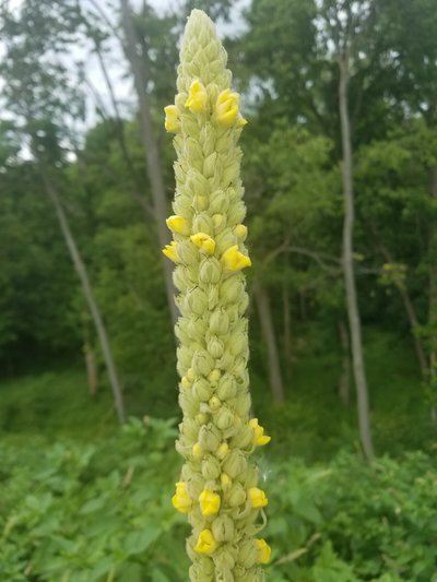 Mullein Organic Dry Leaf or Mullein Tincture/Extract or Seeds/ NON GMO