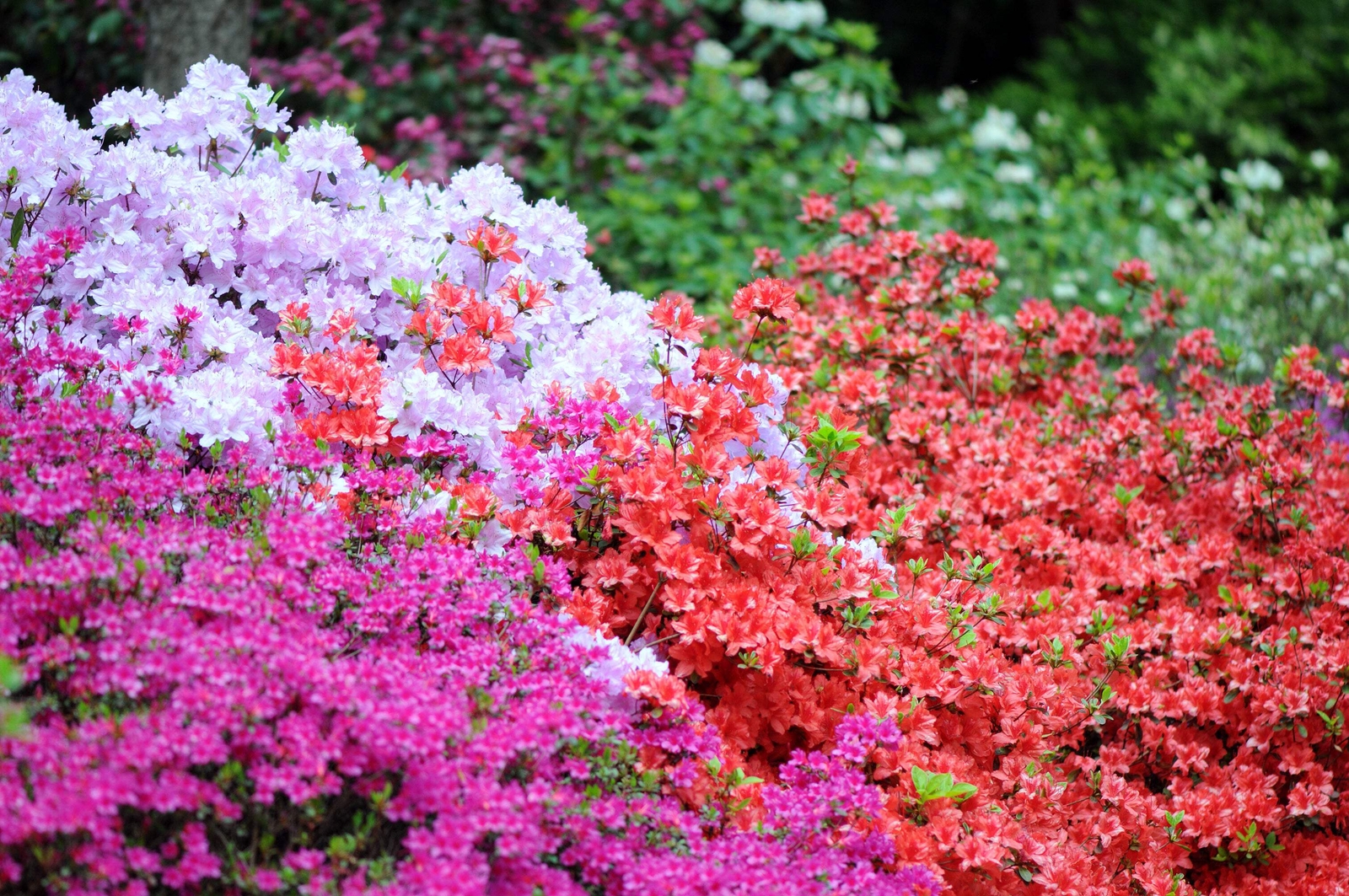 25 MIXED COLORS AZALEA Rhododendron spp Red Purple Flower Shade Bush Shrub Seeds