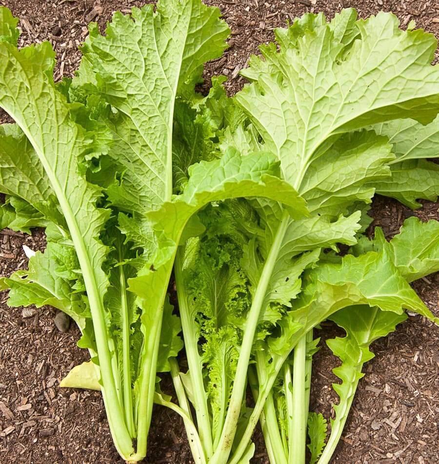 601+GIANT CURLED MUSTARD Seeds Heirloom Vegetable Garden Container Greens Easy