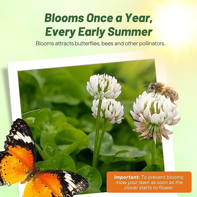 1 LB Miniclover Seed For Planting No Mow Drought Tolerant Clover Lawns