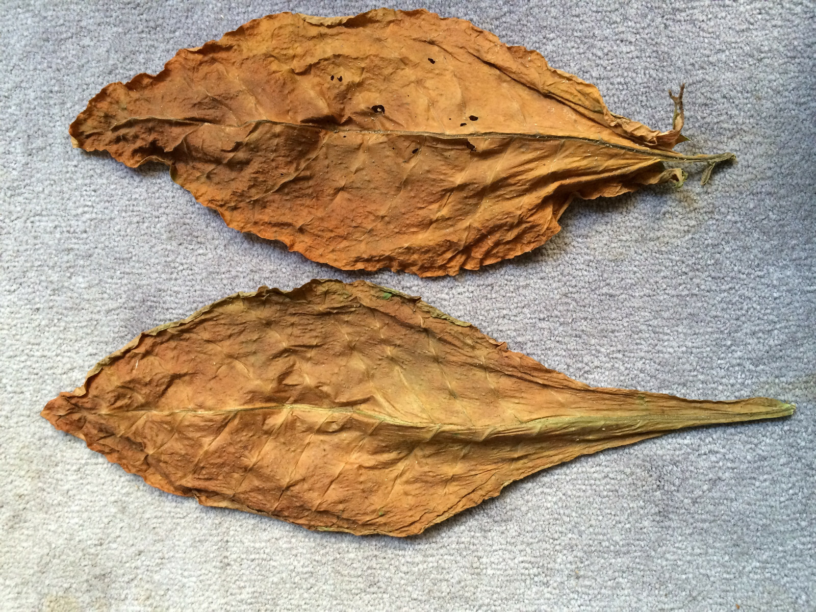 African Red Tobacco HIGH NICOTINE 500+ seeds 0.05 gram Heavy Producer 2023 CROP