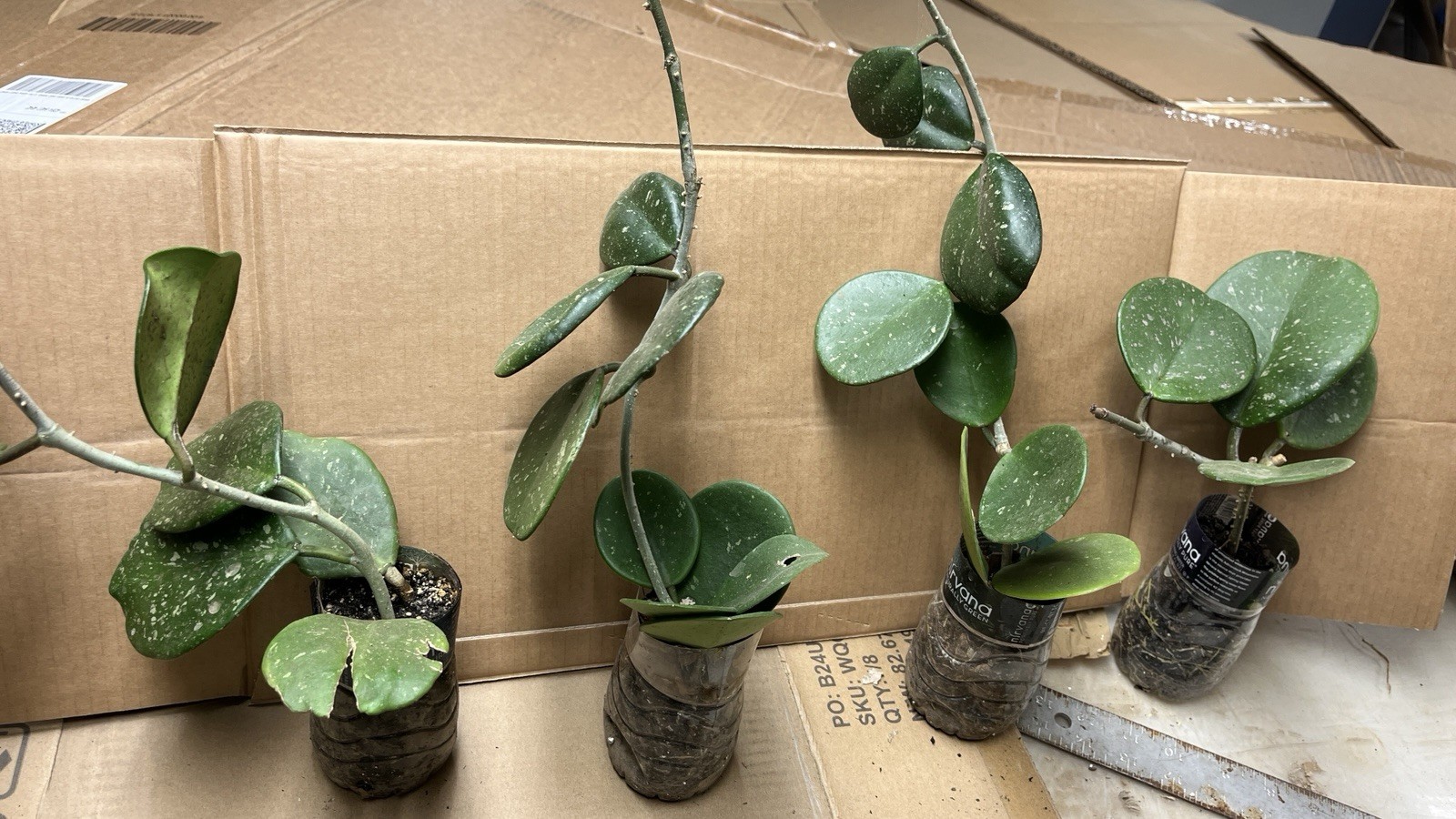 Hoya Obovata starter plant, well rooted, sent with the container, Wax plant