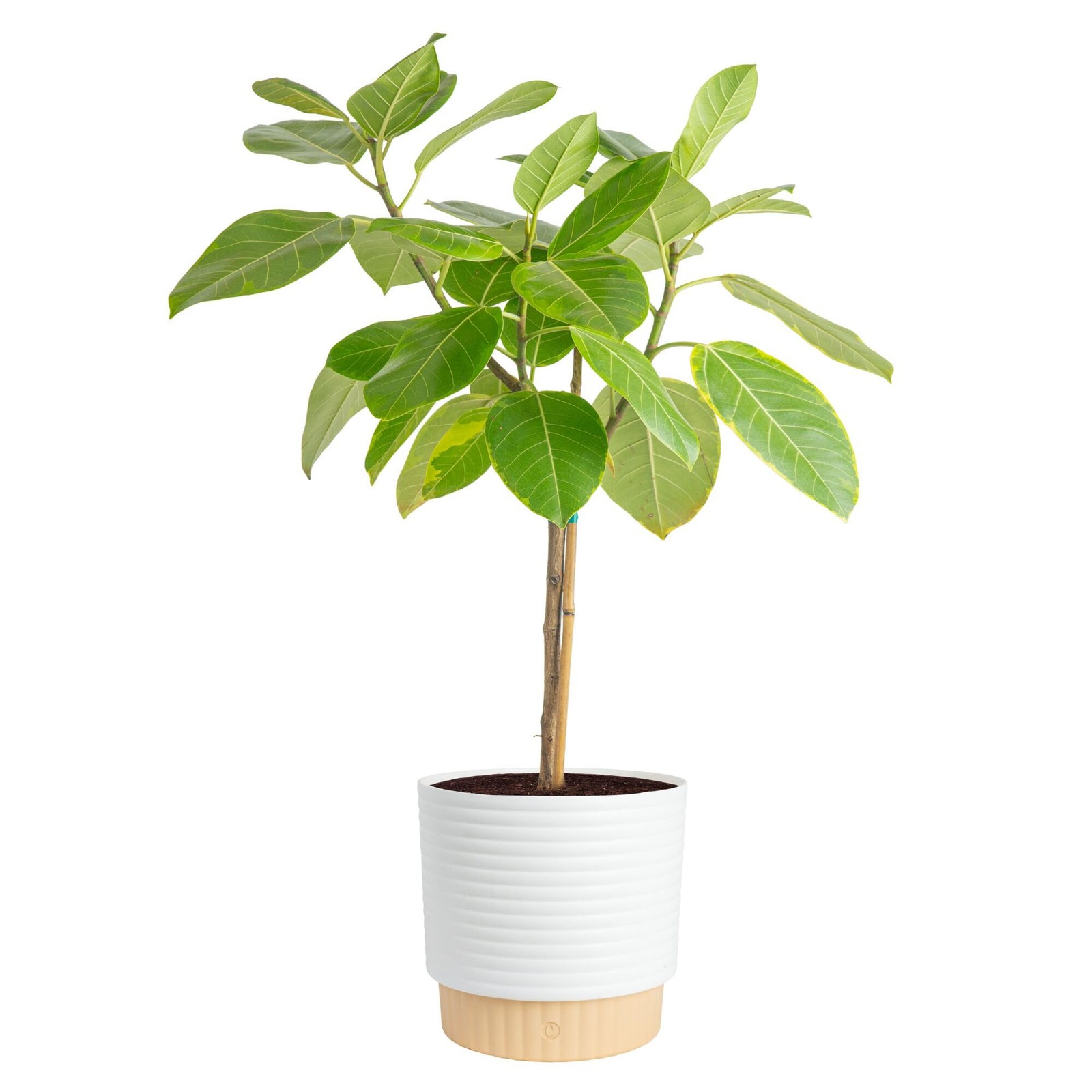 Ficus Audrey Tree Live Plant in Decorative Pot, Large Indoor Houseplant, Perf…