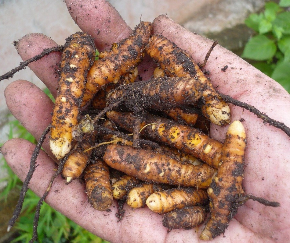 3 Fresh ~TURMERIC~ SPICE Turmeric Roots Curcuma Longa Ready To Plant or eat